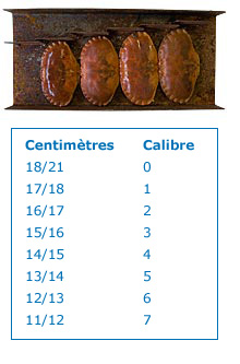 carapaces de tourteau calibrées